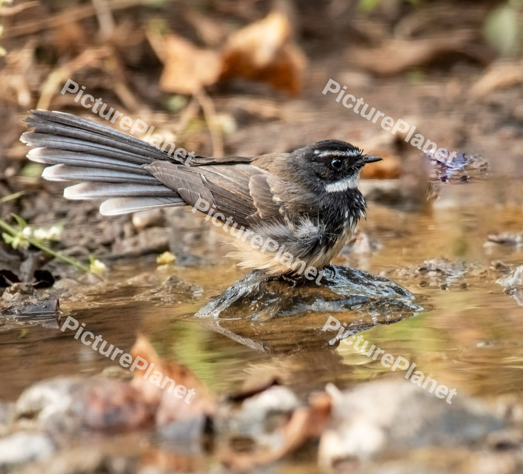 A Bird sitting on a rock